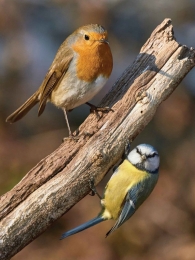 Vogels50x70cmTuinschilderijCustomize-it-Customizeit