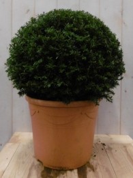 Taxus30cmWarentuinNatuurlijk-Warentuinnatuurlijk
