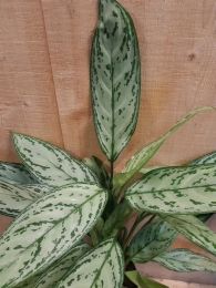 Aglaonemakamerplant-Warentuinnatuurlijk