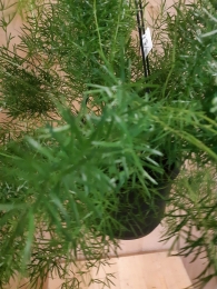 AsparagusSieraspergeHangplant-Warentuinnatuurlijk