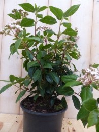 ViburnumTinus30cm-Warentuinnatuurlijk