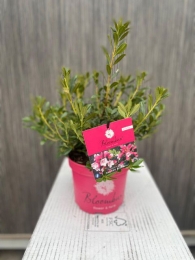 BlomuxMagentaII-Oosterikhome