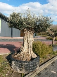 ReuzeOlijfboomOlea300cmXXXL-Warentuinnatuurlijk