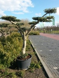 OlijfboomOleastamhoogte40cmenboomhoogte240cmdeLuxe-Warentuinnatuurlijk