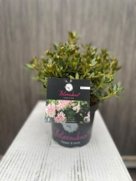 BlomuxMagentaI-Oosterikhome