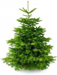 KerstboomNordmann