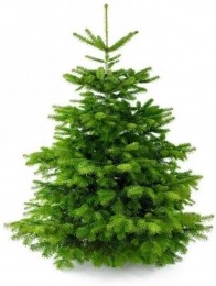 KerstboomNordmann