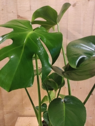 MonsteraDeliciosa70cmhoogkamerplant-Warentuinnatuurlijk