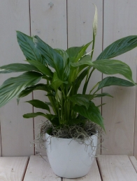 LepelplantSpathiphyllumwittepot40cm-Warentuinnatuurlijk