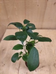BonsaiFicusKleinkamerplant-Warentuinnatuurlijk