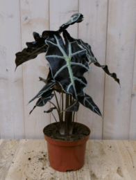 KamerplantOlifantsoorpolly50cm-Warentuinnatuurlijk