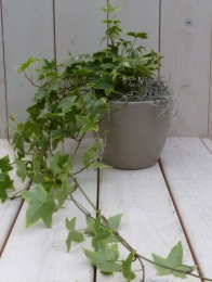 KlimopHedreabonttaupepot25cm-Warentuinnatuurlijk