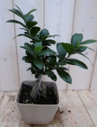 KamerplantBonsaiFicusMicrocarpa30cm-Warentuinnatuurlijk