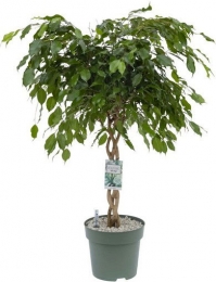 FicusAdora-ExoticaTwistedStemPotmaat27H110-120kamerplantBeautanicLifestyle-Beautaniclifestyle