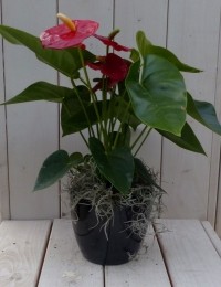 FlamingoplantAnthuriumroodinzwarteantracietepot40cm-Warentuinnatuurlijk
