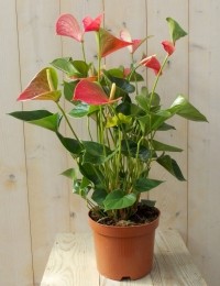 FlamingoplantAnthuriumroze60cm-Warentuinnatuurlijk