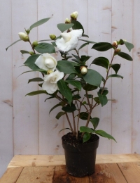 Cameliawit50cmWarentuinNatuurlijk-Warentuinnatuurlijk