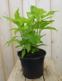 HortensiaAnnabelleHydrangeawitWarentuinNatuurlijk-Warentuinnatuurlijk