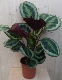 CalatheaMedaillonPauwenplantdonkergroengrootblad60cm-Warentuinnatuurlijk