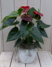 FlamingoplantAnthuriumroodinwittepot40cm-Warentuinnatuurlijk