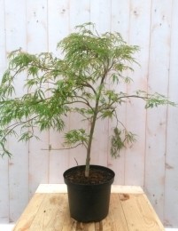 Japanseesdoorngroensmalbladstruikje90cm-Warentuinnatuurlijk