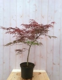 Japanseesdoornroodsmalbladstruikje90cm-Warentuinnatuurlijk