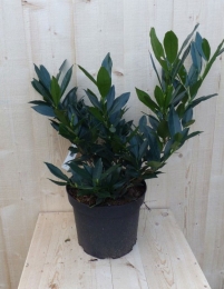 PrunusOtto40cmLykenLaurierkersWarentuinNatuurlijk-Warentuinnatuurlijk