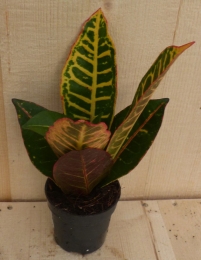 CrotonkleinkamerplantWarentuinNatuurlijk-Warentuinnatuurlijk