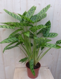 CalatheaLeopardinaPauwenplantlichtgroensmalblad60cmkamerplantWarentuinNatuurlijk-Warentuinnatuurlijk