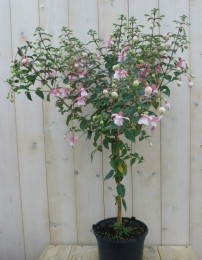 Fuchsiaopstam90cm-Warentuinnatuurlijk