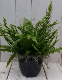 Koningsvarenzwarteantracietepot30cm-Warentuinnatuurlijk