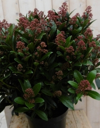 SkimmiaJaponicarubella70cmWarentuinNatuurlijk-Warentuinnatuurlijk