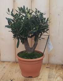 OlijfboomOleaEuropaea40cm-Warentuinnatuurlijk