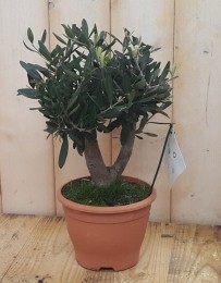 OlijfboomOleaEuropaea40cm-Warentuinnatuurlijk