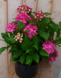 HortensiaHydrangearoze40cm-Warentuinnatuurlijk