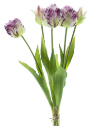 BosjekunsttulpenParrotSallyx5purple40cm-Buitengewoondeboet