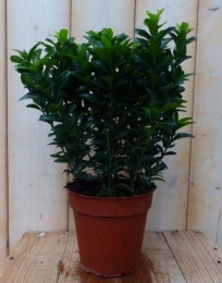 KardinaalsmutsEuonymusDonkergroen30cmWarentuinNatuurlijk-Warentuinnatuurlijk