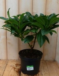 ViburnumDavidiiSneeuwbal30cm-Warentuinnatuurlijk