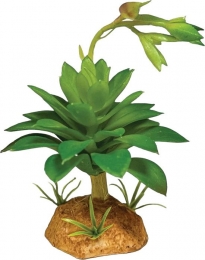 PlantsucculentgreenRepto-Repto