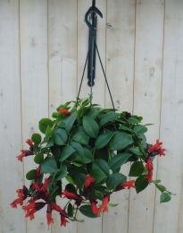 HangplantAeschynanthusLipstickWarentuinNatuurlijk-Warentuinnatuurlijk