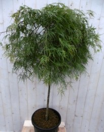 Japanseesdoorngroenbladstamhoogte80cm-Warentuinnatuurlijk