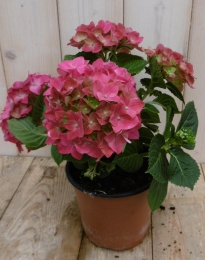HortensiaRoze30-40cm4tot6bloemen-Warentuinnatuurlijk