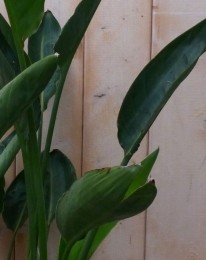 Paradijsvogelbloem80cm-Warentuinnatuurlijk