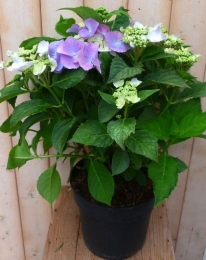 HortensiaHydrangeablauwrandjesbloem40cm-Warentuinnatuurlijk