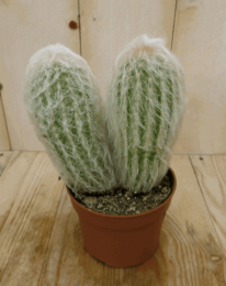 KamerplantCactusspinnenweb-Warentuinnatuurlijk