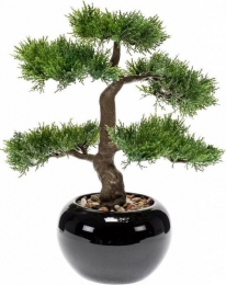 Bonsai1-Driesprongcollection