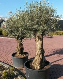 OlijfboomOlea240cmXL-stam-Warentuinnatuurlijk