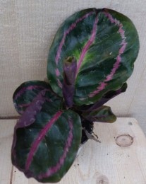 CalatheaSurpriseStarPauwenplantgrootbladmetroze30cm-Warentuinnatuurlijk