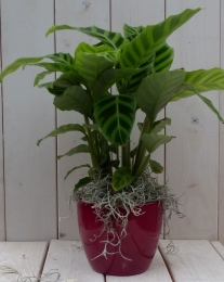 Calatheagroenbladrodepot40cm-Warentuinnatuurlijk