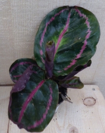 CalatheaSurpriseStarPauwenplantgrootbladmetroze30cmkamerplantWarentuinNatuurlijk-Warentuinnatuurlijk